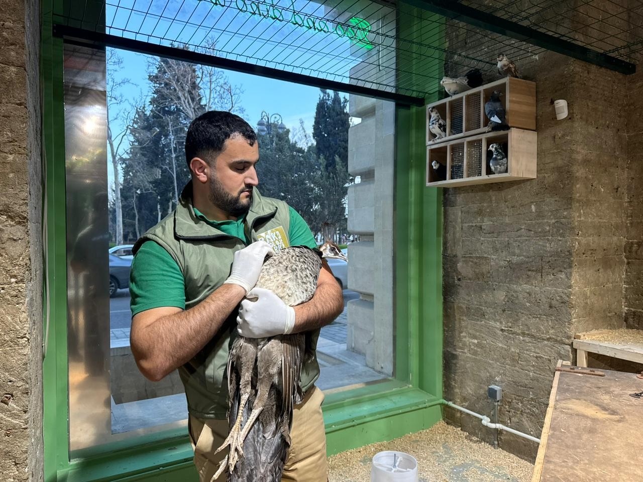 Qanunsuz saxlanılan vəhşi heyvanlar xilas edildi - FOTOLAR