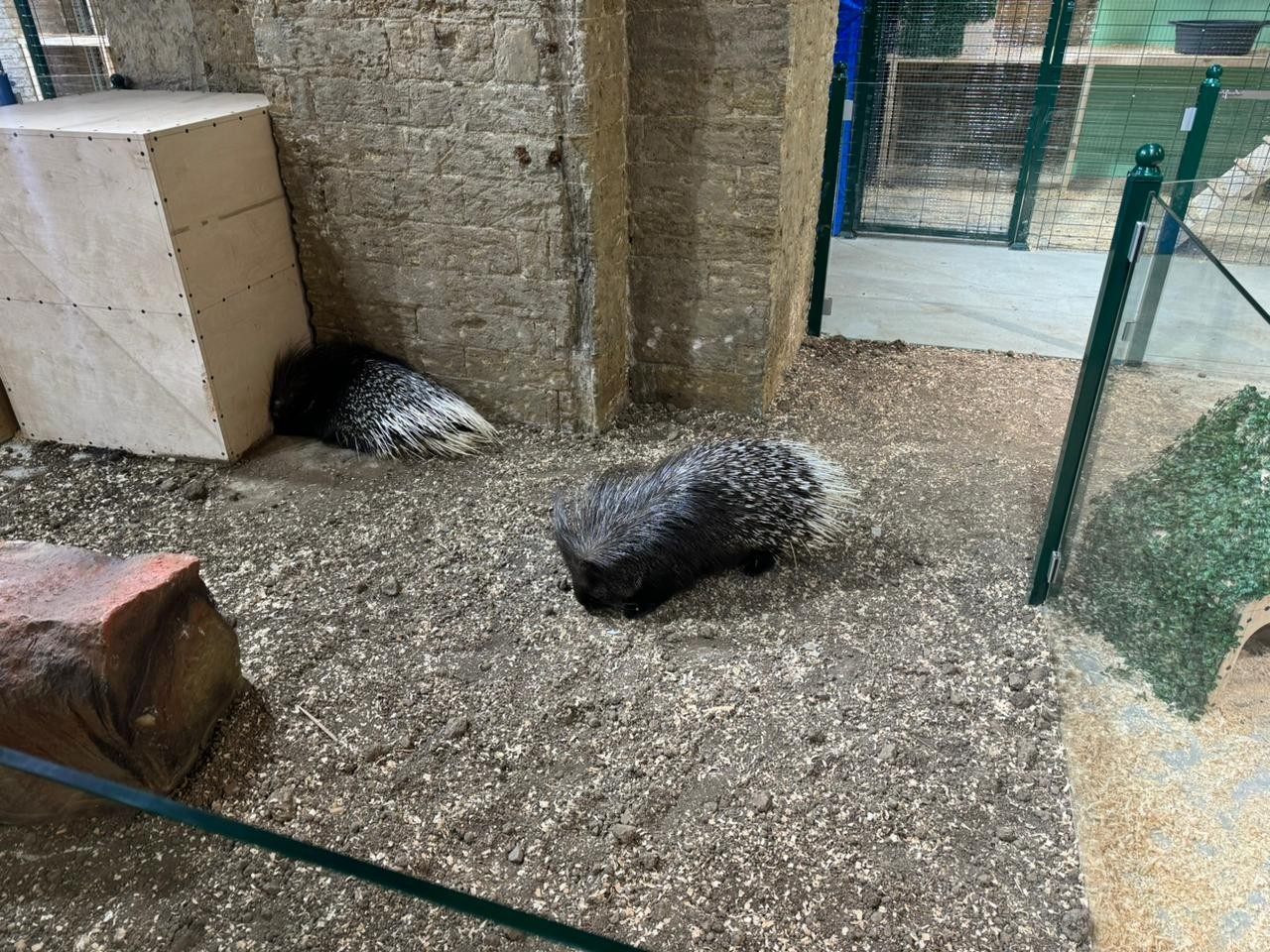 Qanunsuz saxlanılan vəhşi heyvanlar xilas edildi - FOTOLAR