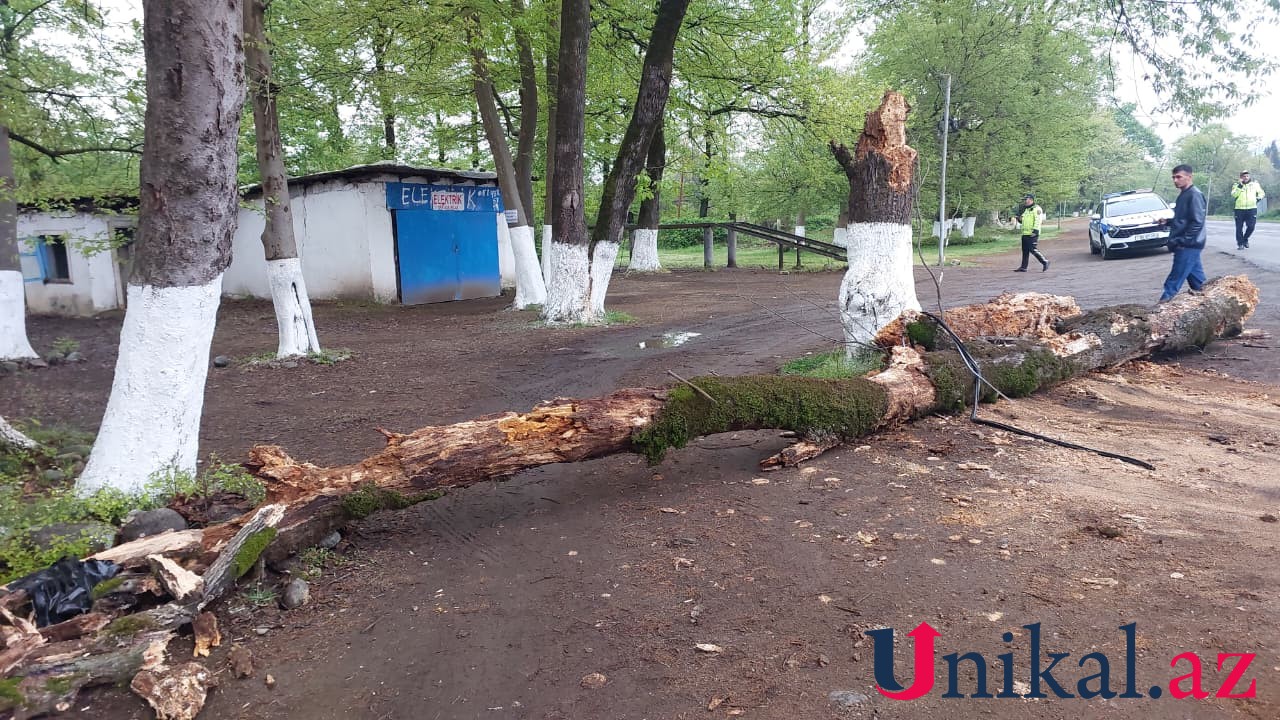 Ağac maşının üstünə aşdı - Gəlin-qayınana yaralandı (FOTO)