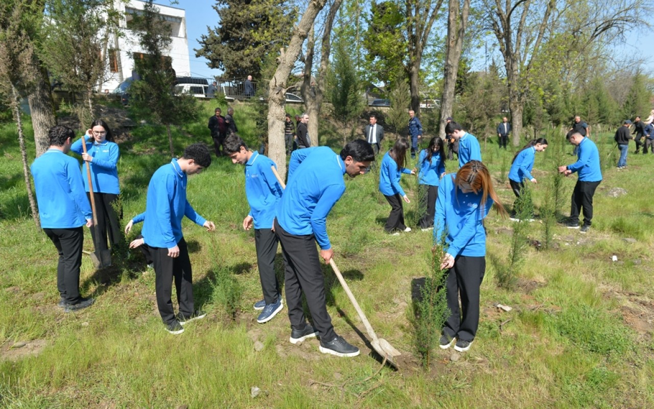 Lənkəranda növbəti ağacəkmə aksiyası keçirildi -FOTOLAR