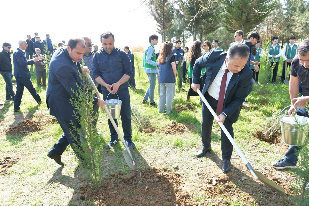 Lənkəranda növbəti ağacəkmə aksiyası keçirildi - FOTOLAR