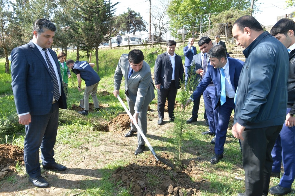 Lənkəranda növbəti ağacəkmə aksiyası keçirildi - FOTOLAR