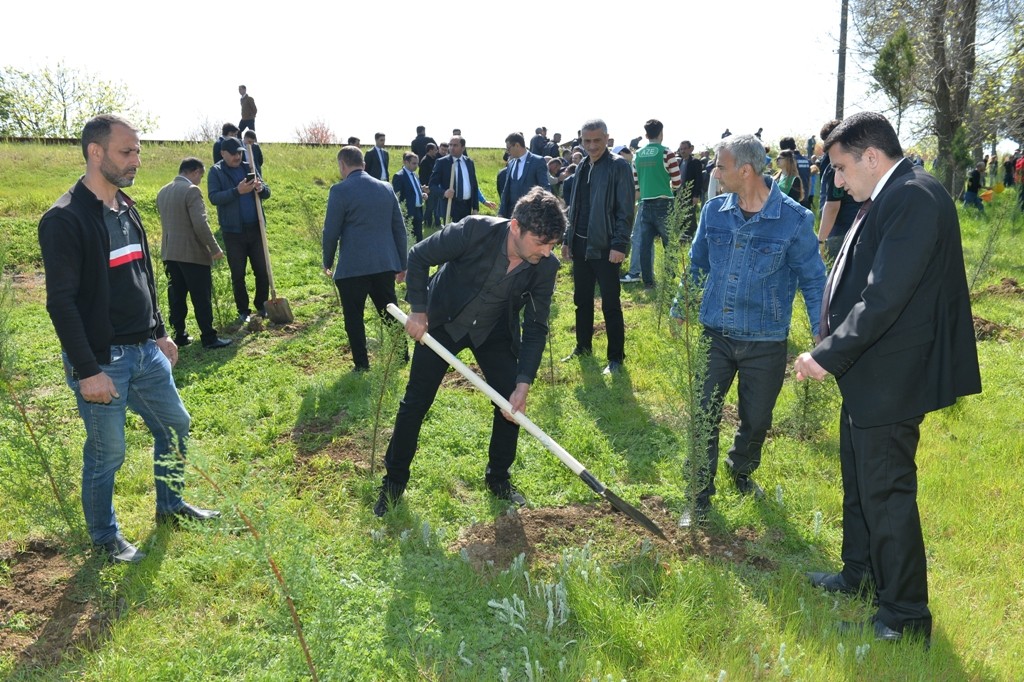 Lənkəranda növbəti ağacəkmə aksiyası keçirildi - FOTOLAR