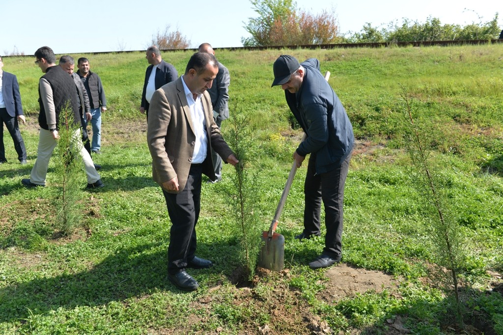 Lənkəranda növbəti ağacəkmə aksiyası keçirildi - FOTOLAR