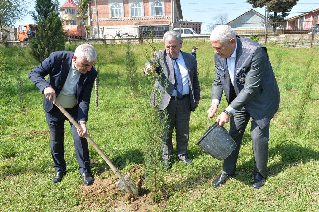 Lənkəranda növbəti ağacəkmə aksiyası keçirildi - FOTOLAR
