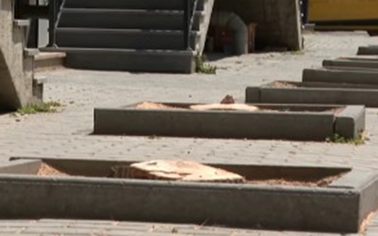 Bakıda 10-dan çox ağac kəsildi- Araşdırma başladı (VİDEO)