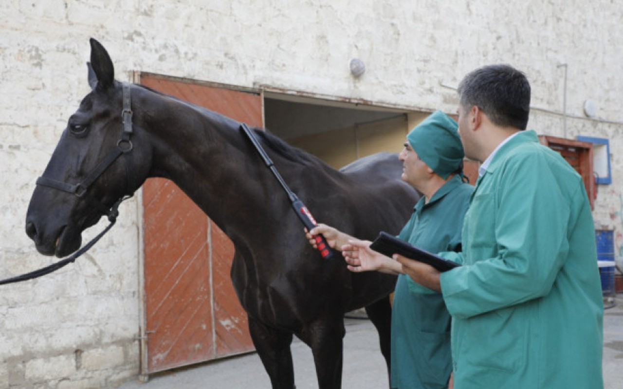 At xəstəlikləri üzrə epizootolojimonitorinqlər aparılacaq