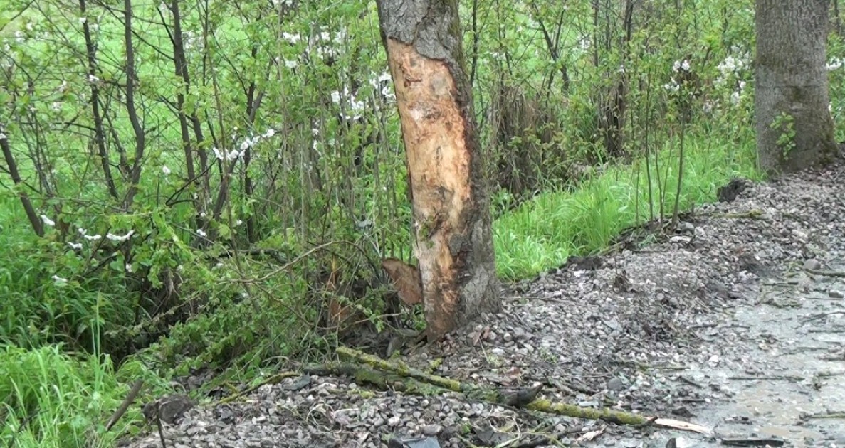 Qubada maşın ağaca çırpıldı - Ölən var (FOTOLAR)