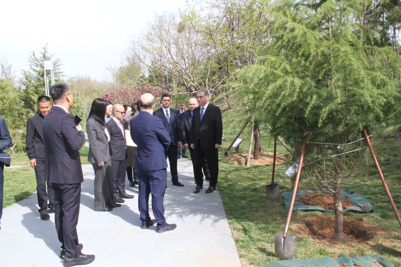 Niyazi Bayramov Çindaoda beynəlxalq dostluq xiyabanına ağac əkib - FOTOLAR