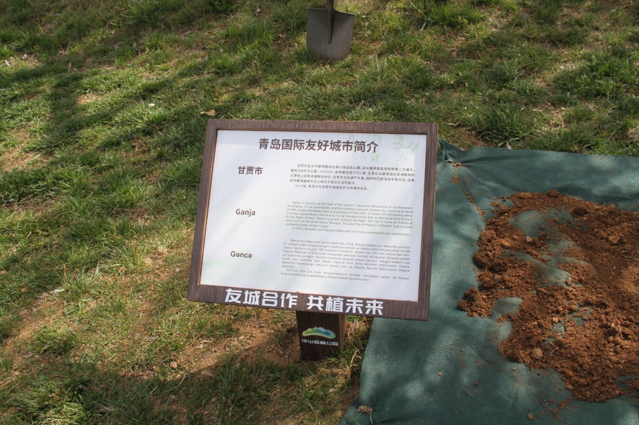 Niyazi Bayramov Çindaoda beynəlxalq dostluq xiyabanına ağac əkib - FOTOLAR