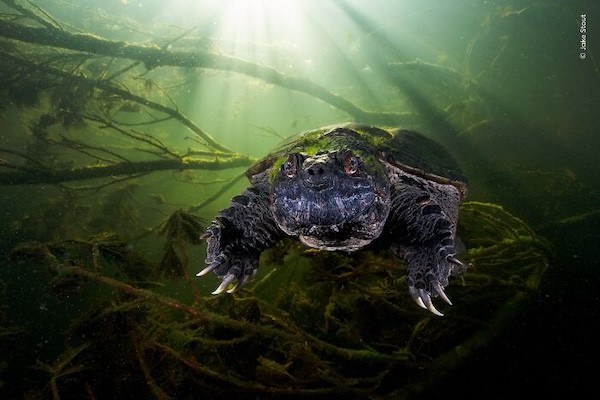 Təbiətin içindən olan maraqlı FOTOLAR