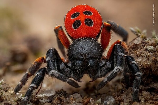 Təbiətin içindən olan maraqlı FOTOLAR
