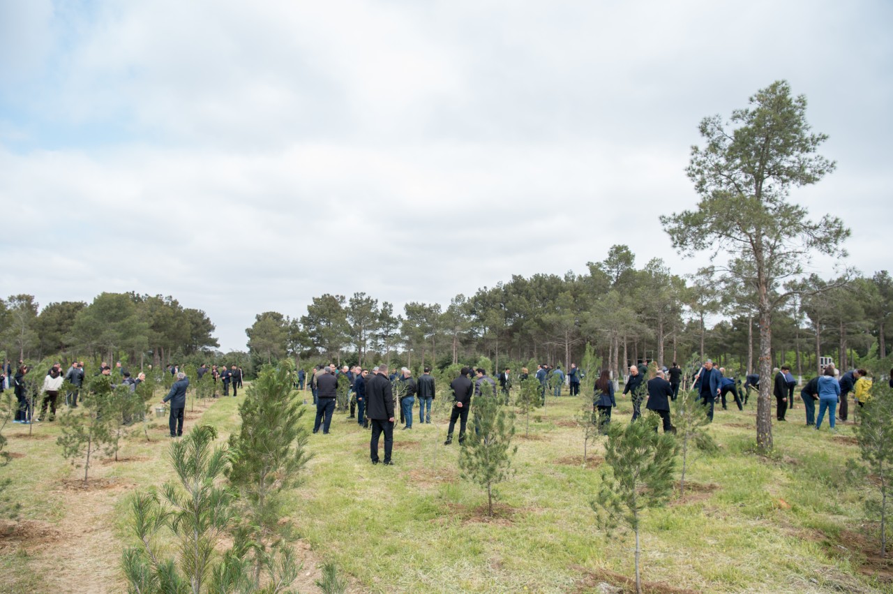 YAP Heydər Əliyevin 103 illiyi ilə əlaqədar ağacəkmə aksiyası keçirdi - FOTOLAR
