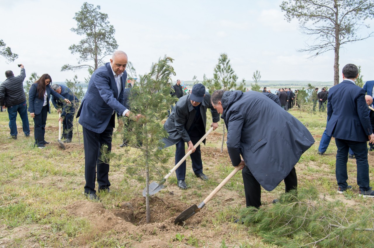 YAP Heydər Əliyevin 103 illiyi ilə əlaqədar ağacəkmə aksiyası keçirdi - FOTOLAR