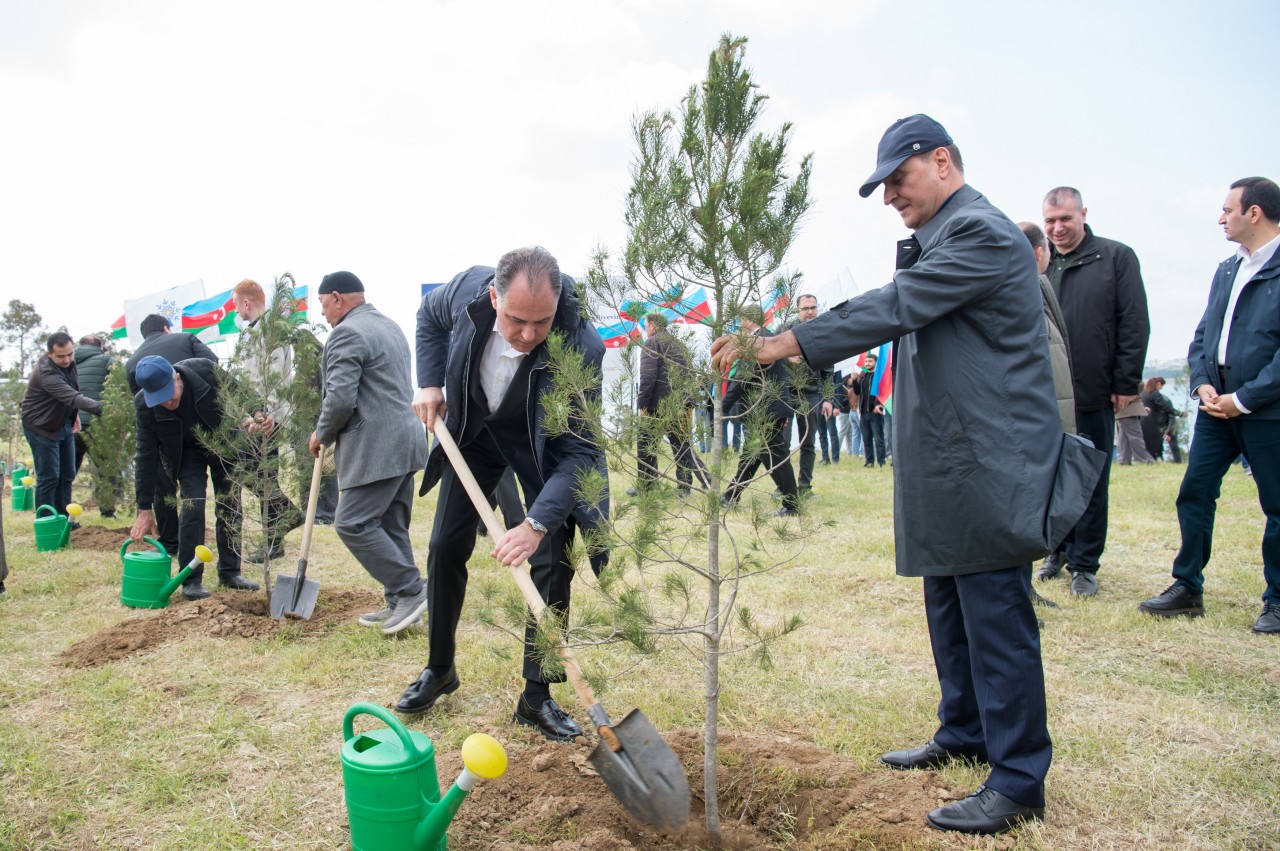 YAP Heydər Əliyevin 103 illiyi ilə əlaqədar ağacəkmə aksiyası keçirdi - FOTOLAR