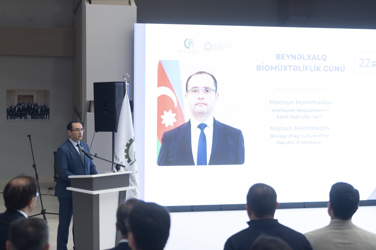 Neftçalada Xəzər dənizinə nərə cinsli balıq körpələri buraxılıb - FOTOLAR