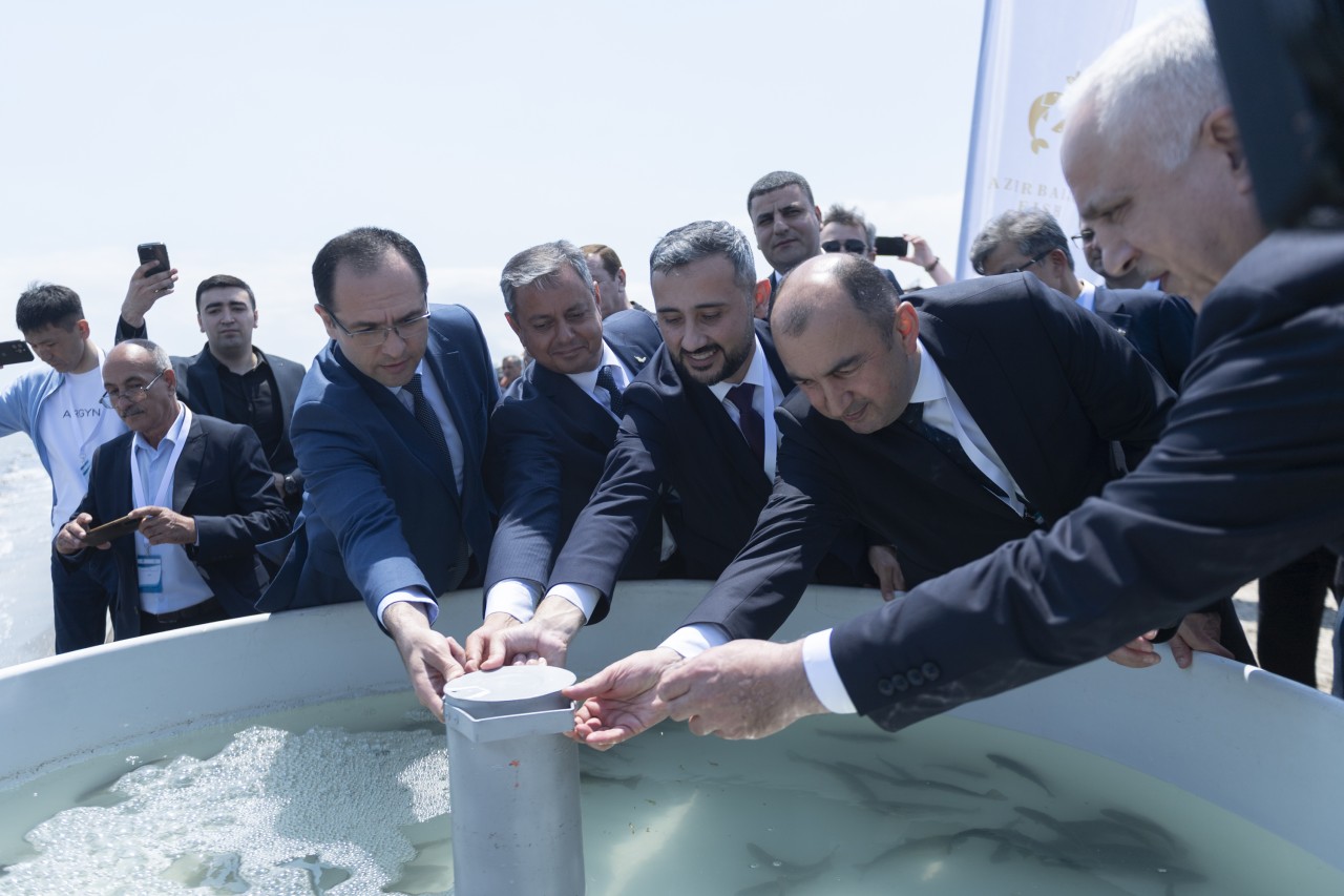 Neftçalada Xəzər dənizinə nərə cinsli balıq körpələri buraxılıb - FOTOLAR