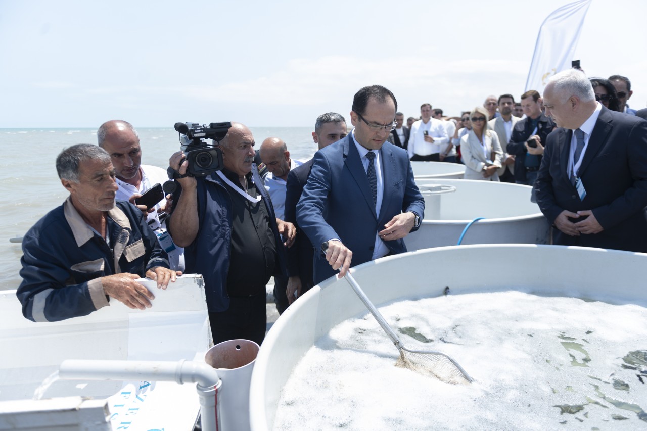 Neftçalada Xəzər dənizinə nərə cinsli balıq körpələri buraxılıb - FOTOLAR