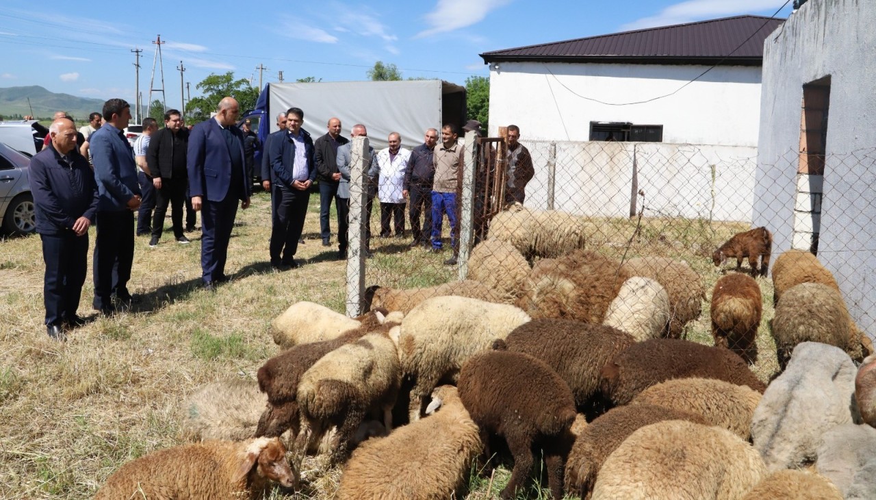 İcra başçısı qurbanlıq heyvanların satışı və kəsimi məntəqəsinə getdi - FOTOLAR