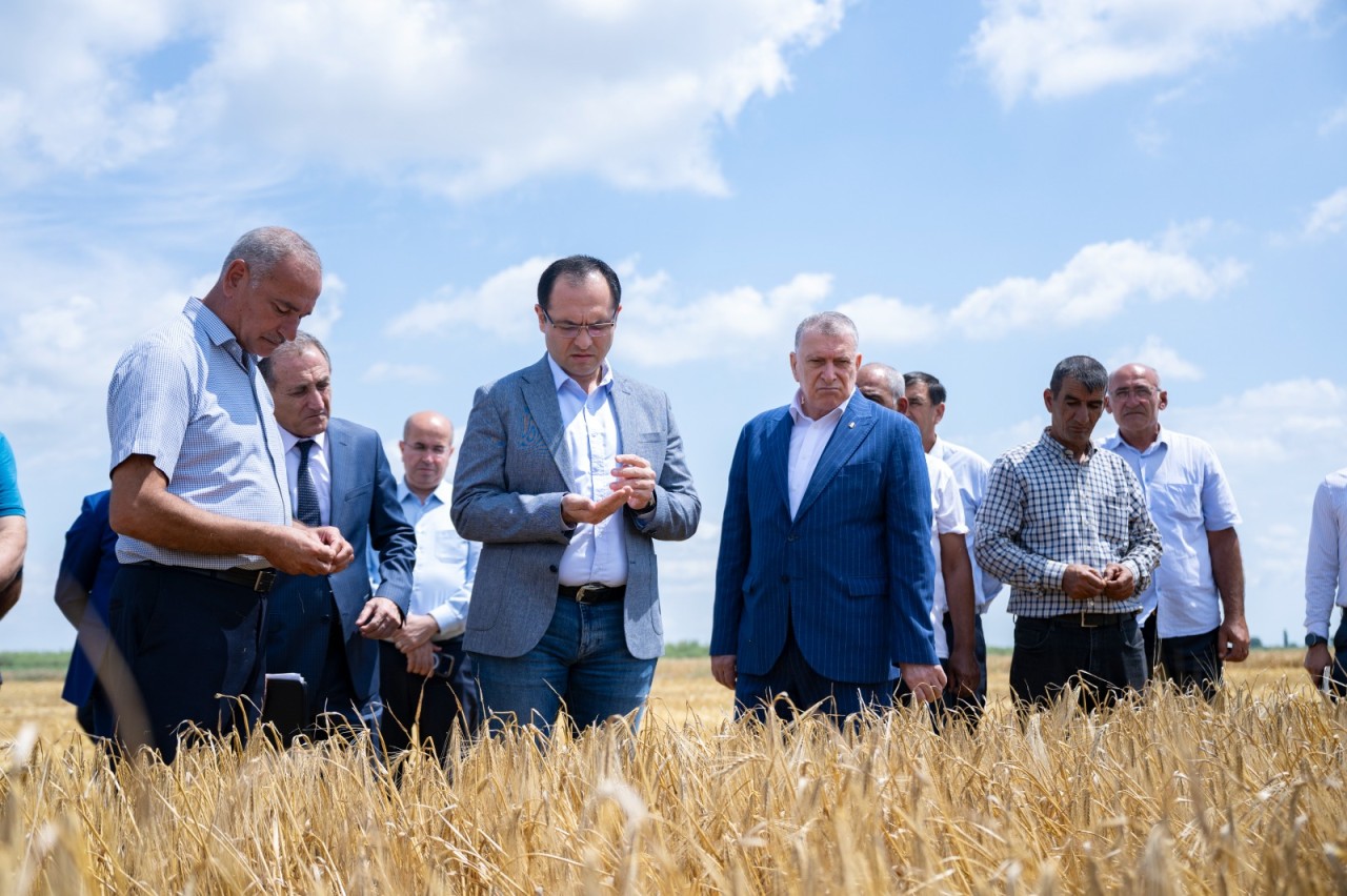 Nazir Sabirabadda kombayn sürdü - FOTOLAR