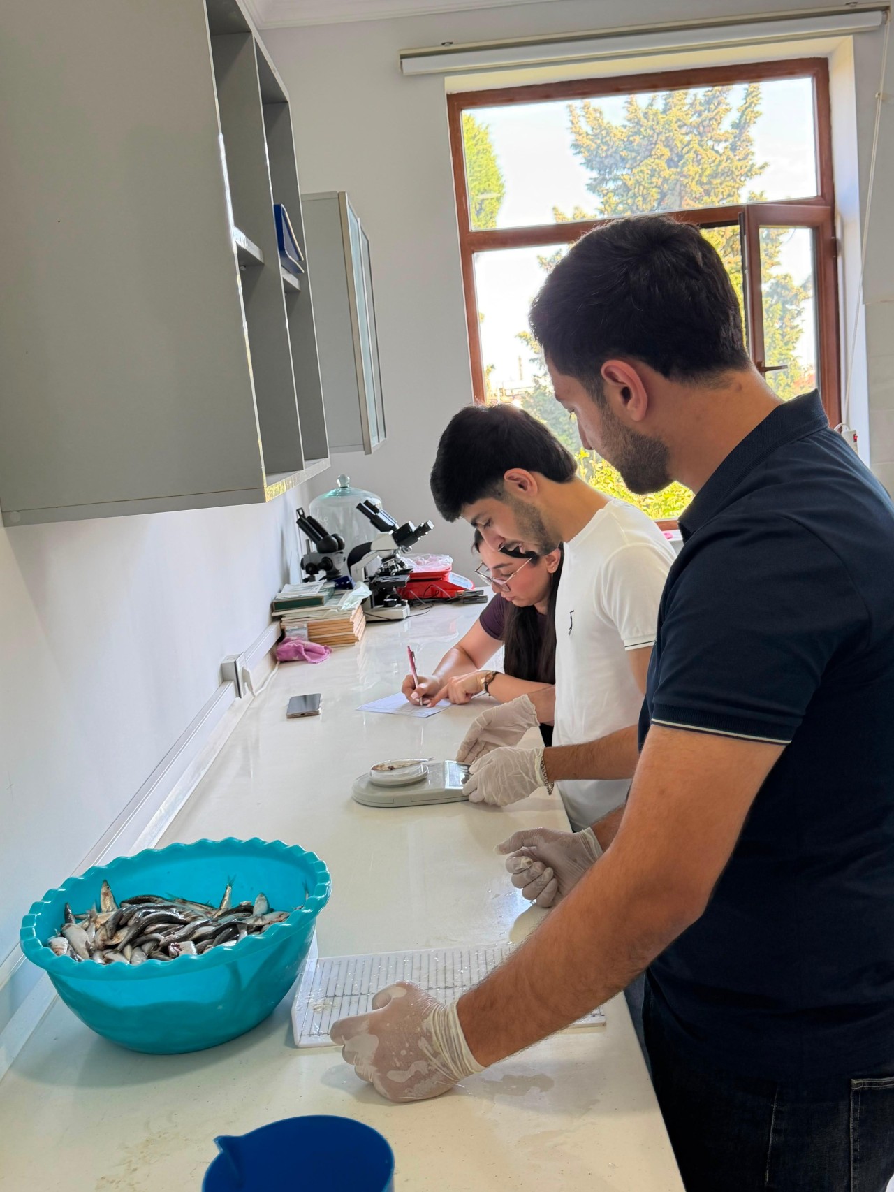 Xəzərdə balıq ehtiyatlarının elmi əsaslarla öyrənilməsi məqsədilə laborator təhlillərə başlanıb (FOTO)