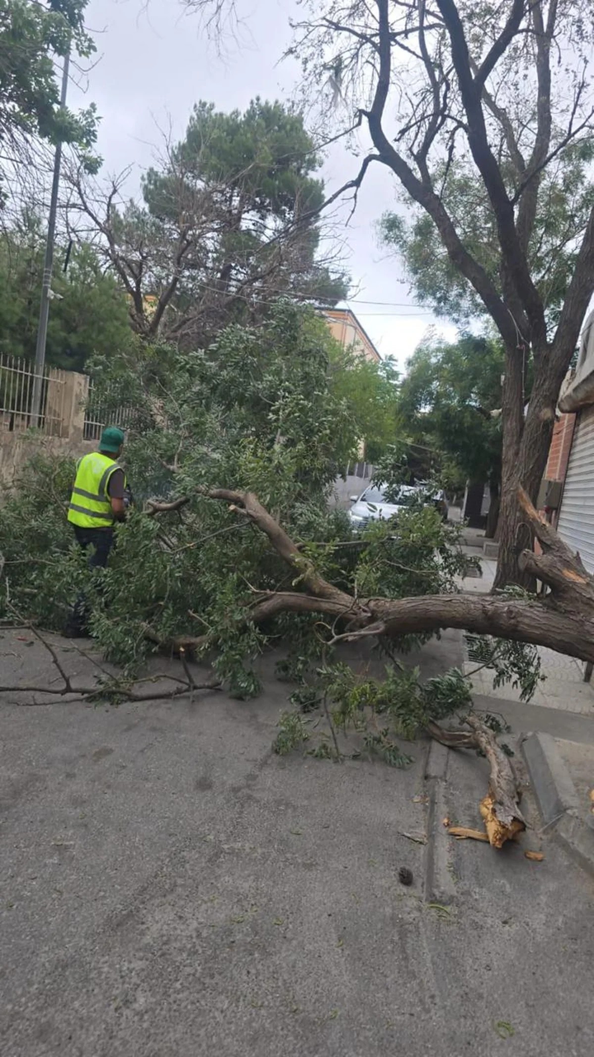 Bakıda külək nəticəsində 15 ağac sınıb - FOTO