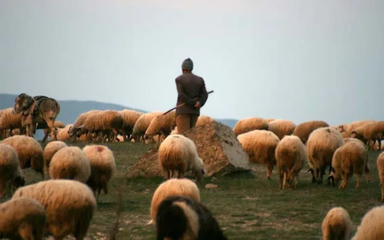 Paşinyan sərhədi keçən azərbaycanlı çobandan danışdı