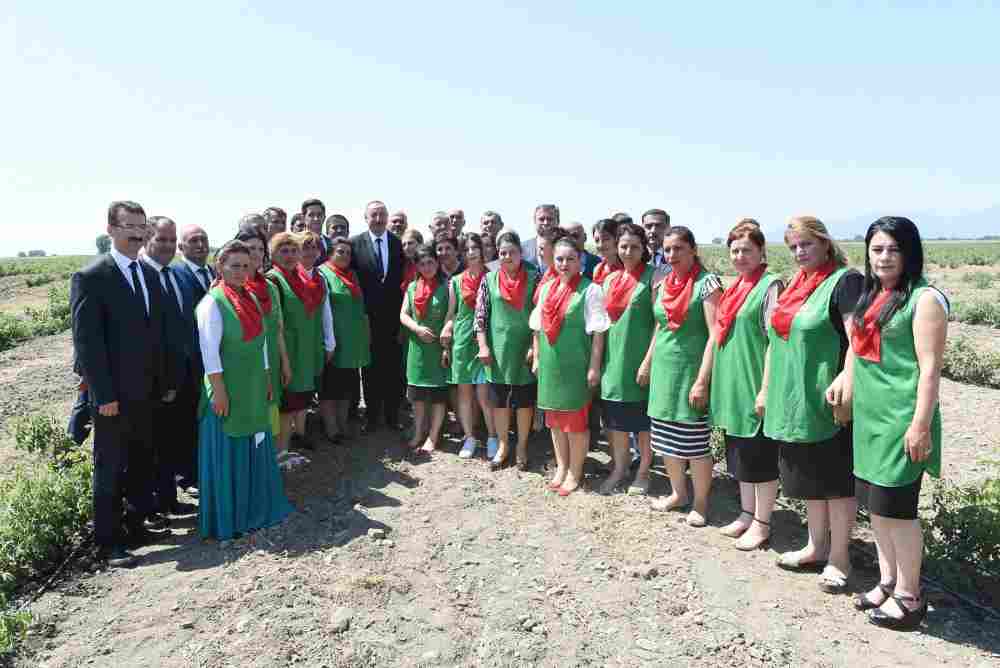 İlham Əliyev qızılgül becərənlərlə görüşdü -   FOTOLAR