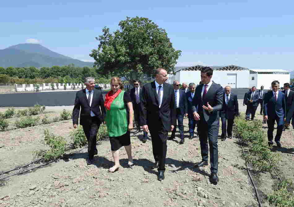 İlham Əliyev qızılgül becərənlərlə görüşdü -   FOTOLAR