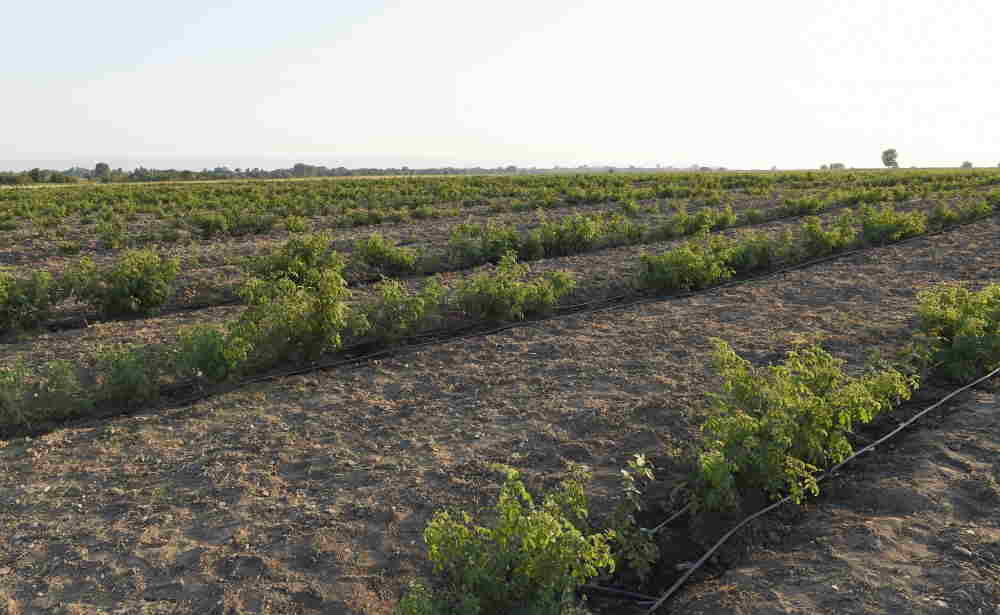 İlham Əliyev qızılgül becərənlərlə görüşdü -   FOTOLAR