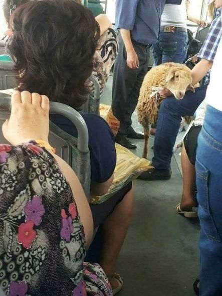 Sərnişin avtobusa qoyunla mindi -   Bakıda (FOTO)