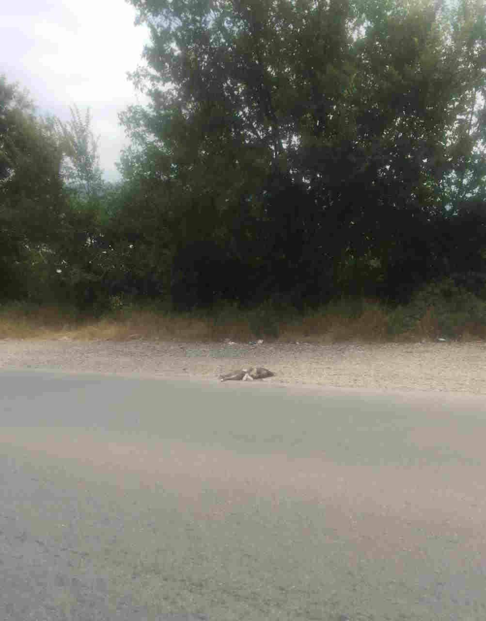 Bu yolda DƏHŞƏTLİ MƏNZƏRƏ:   Yol canavarları heyvanlara qənim kəsilir (FOTO)