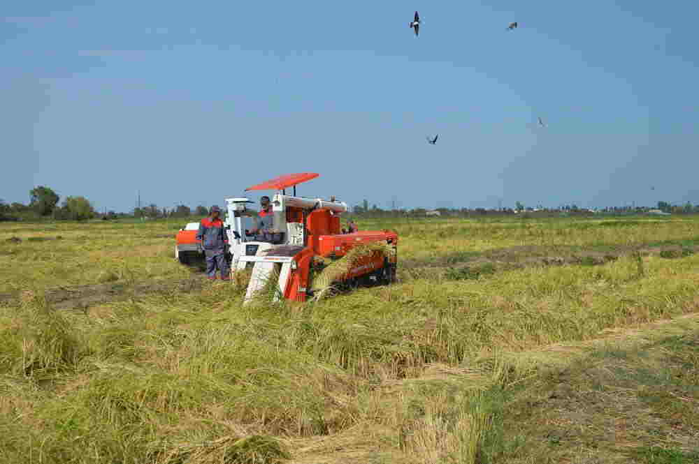 İlham Əliyev  Cənub-Aqro MMC-nin    AÇILIŞINDA - FOTOLAR