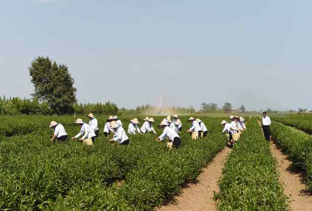 Prezident Yaşıl Çay plantasiyasında -   Yaxşı maaş verilir? (FOTOLAR)