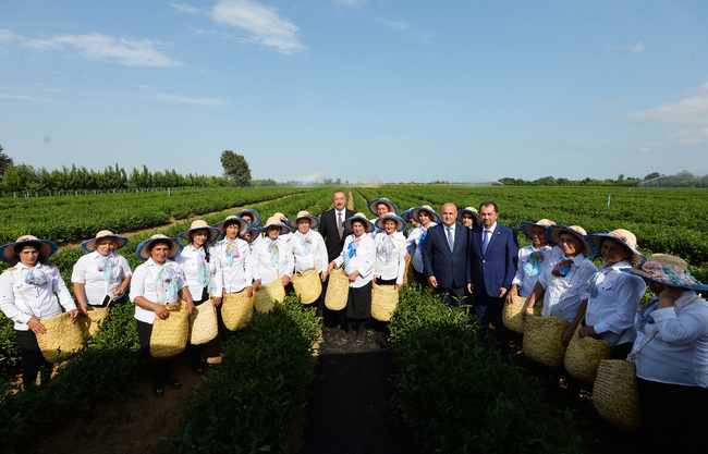 Prezident Yaşıl Çay plantasiyasında -   Yaxşı maaş verilir? (FOTOLAR)