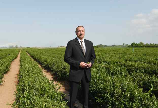 Prezident Yaşıl Çay plantasiyasında -   Yaxşı maaş verilir? (FOTOLAR)