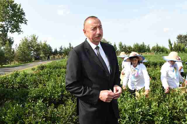 Prezident Yaşıl Çay plantasiyasında -   Yaxşı maaş verilir? (FOTOLAR)