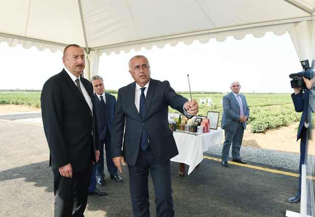 İlham Əliyev    Astara Çay plantasiyalarında (FOTOLAR)