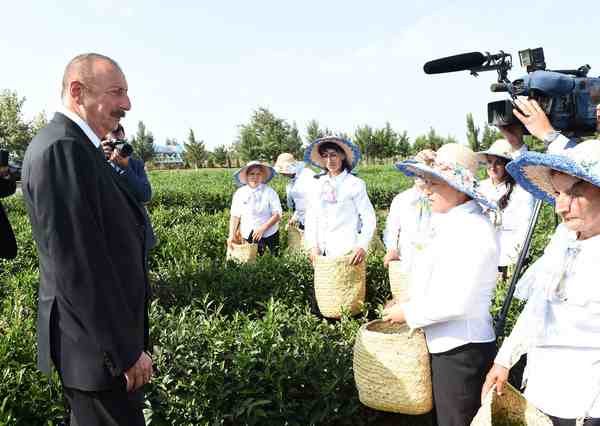 İlham Əliyev    Astara Çay plantasiyalarında (FOTOLAR)