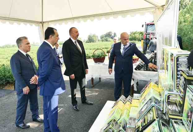 İlham Əliyev    Astara Çay plantasiyalarında (FOTOLAR)