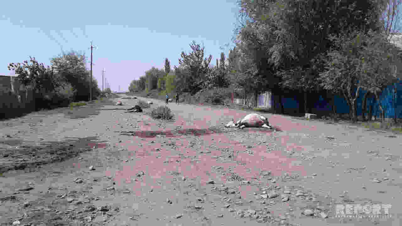 AÄžDAŞDA DƏHŞƏT:  Heyvan meyitləri küçənin ortasında qalıb - FOTOLAR (YENİLƏNİB)