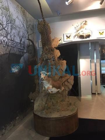 Bakıda 120 min dollara ŞİR SATILIR -  FOTOLAR