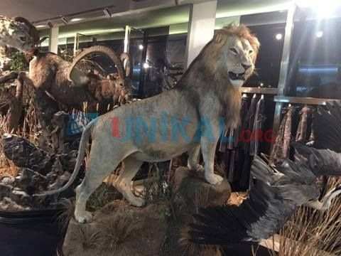 Bakıda 120 min dollara ŞİR SATILIR -  FOTOLAR