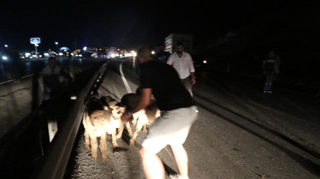 Yük maşını aşdı, qoyunlar yola qaçdı: Gənc xanımda köməyə gəldi (FOTOLAR)