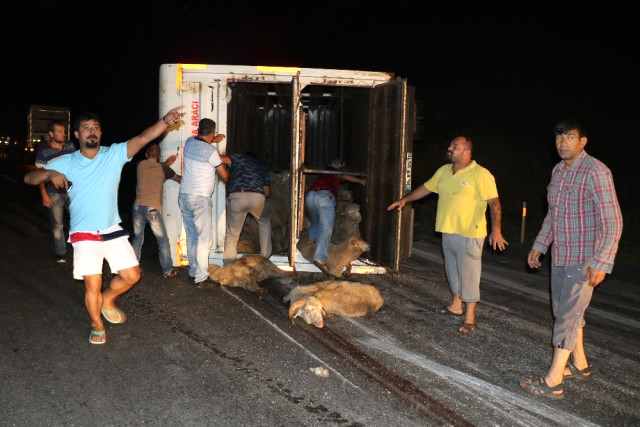 Yük maşını aşdı, qoyunlar yola qaçdı: Gənc xanımda köməyə gəldi (FOTOLAR)
