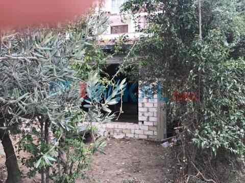 Nəsimidə növbəti ağac soyqırımı â€“  İCRA HAKİMİYƏTİNDƏN QANUNSUZ İCAZƏ