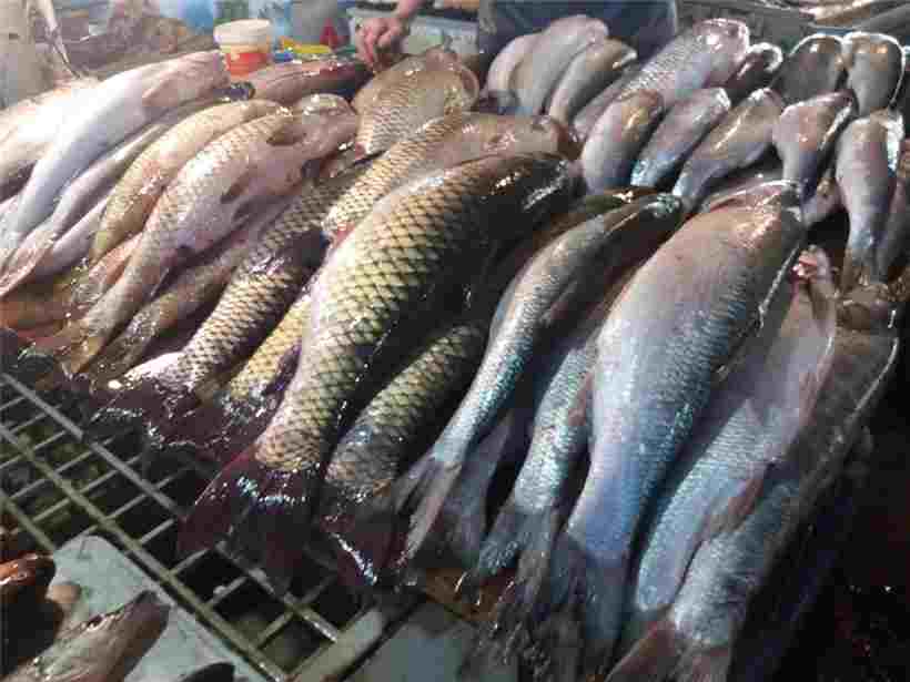 Bakıda dəniz və çay balıqları kəskin bahalaşdı -  FOTOLAR