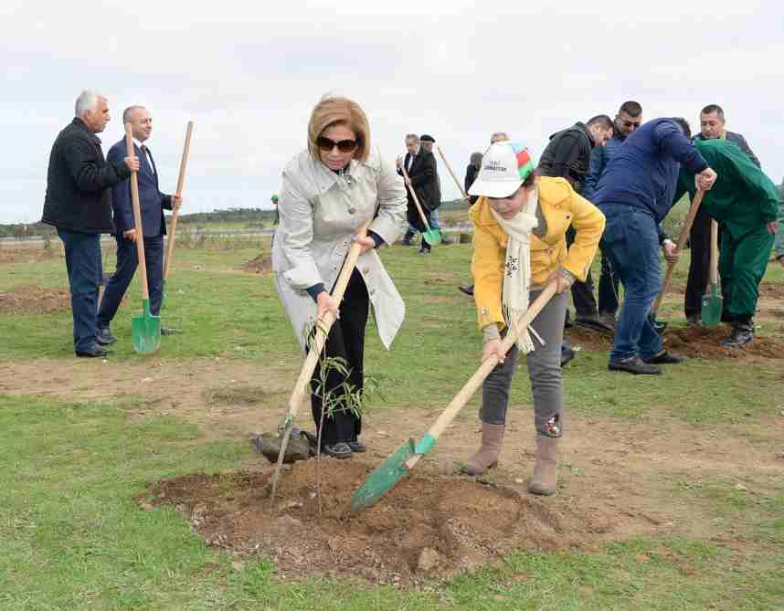 YAP rəsmiləri ağac əkdilər -  FOTOLAR
