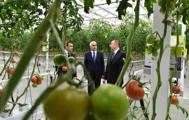 İlham Əliyev   aqroparkda (YENİLƏNİB-FOTOLAR)