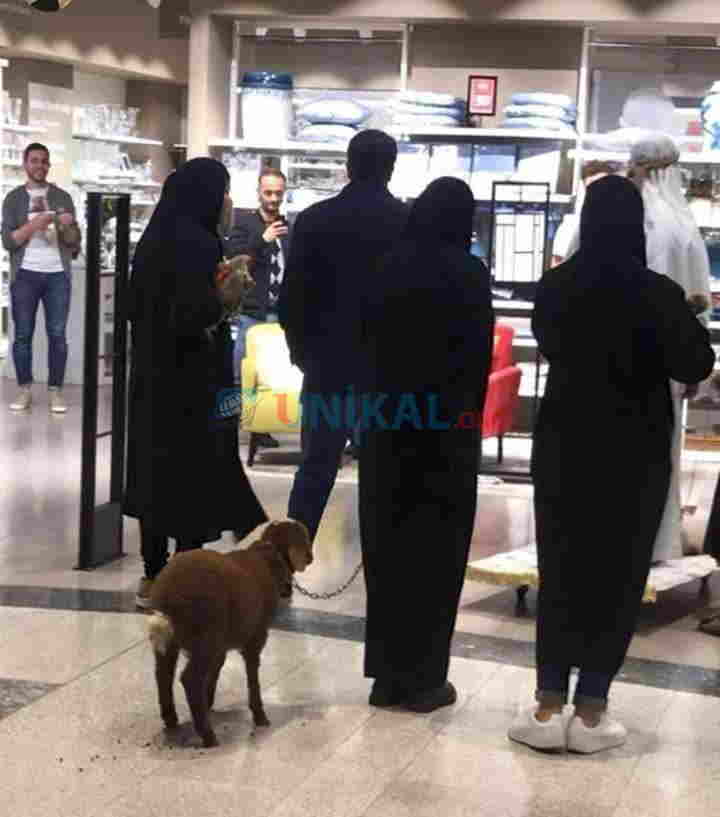 Gənclik Mallda OLAY:   Ərəblər quzunun boynuna zəncir bağlayıb... (FOTO)